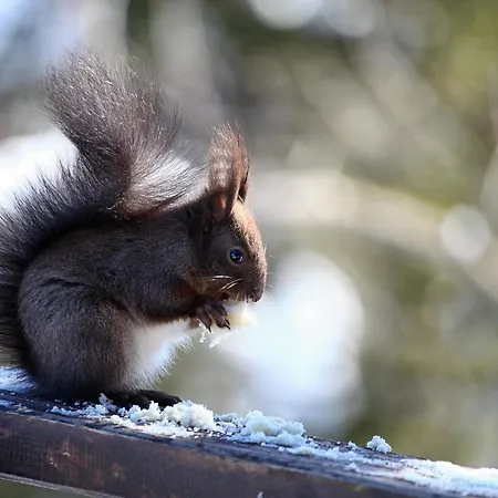 木屋 Baluma Maluba *