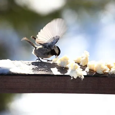 Baluma Maluba * Jahorina