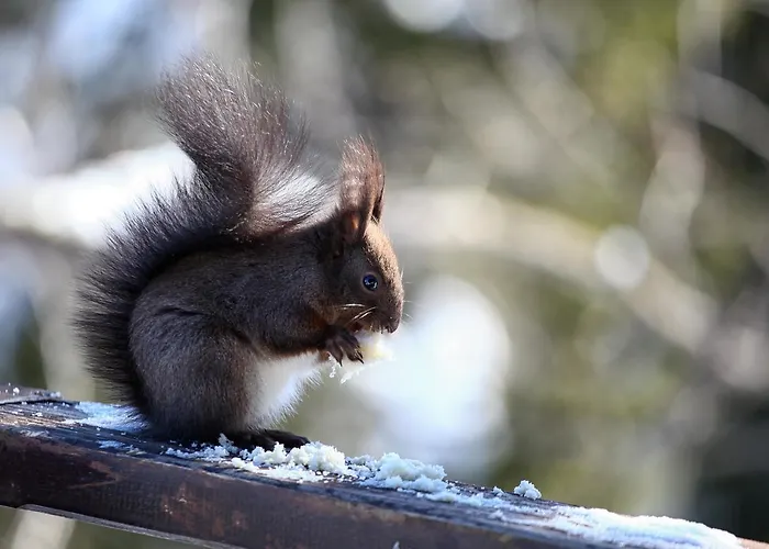 木屋 Baluma Maluba *