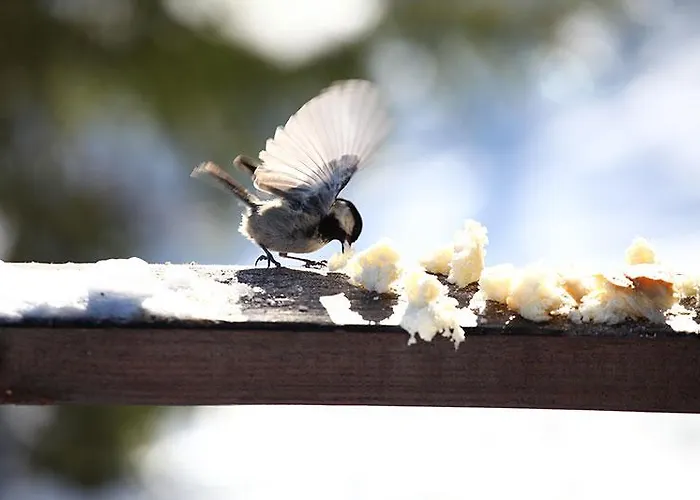 Baluma Maluba * 亚霍里纳